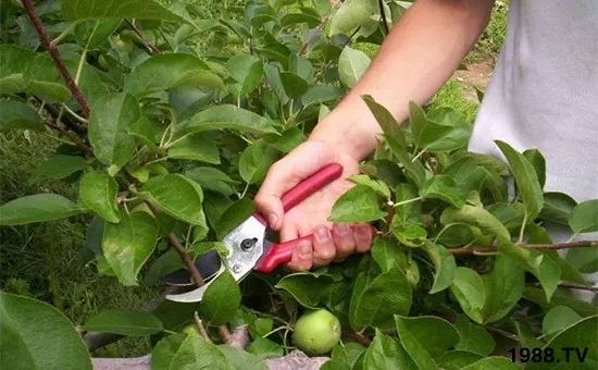 果树施什么肥料可以促花芽分化,影响果树花芽分化的因素有哪些