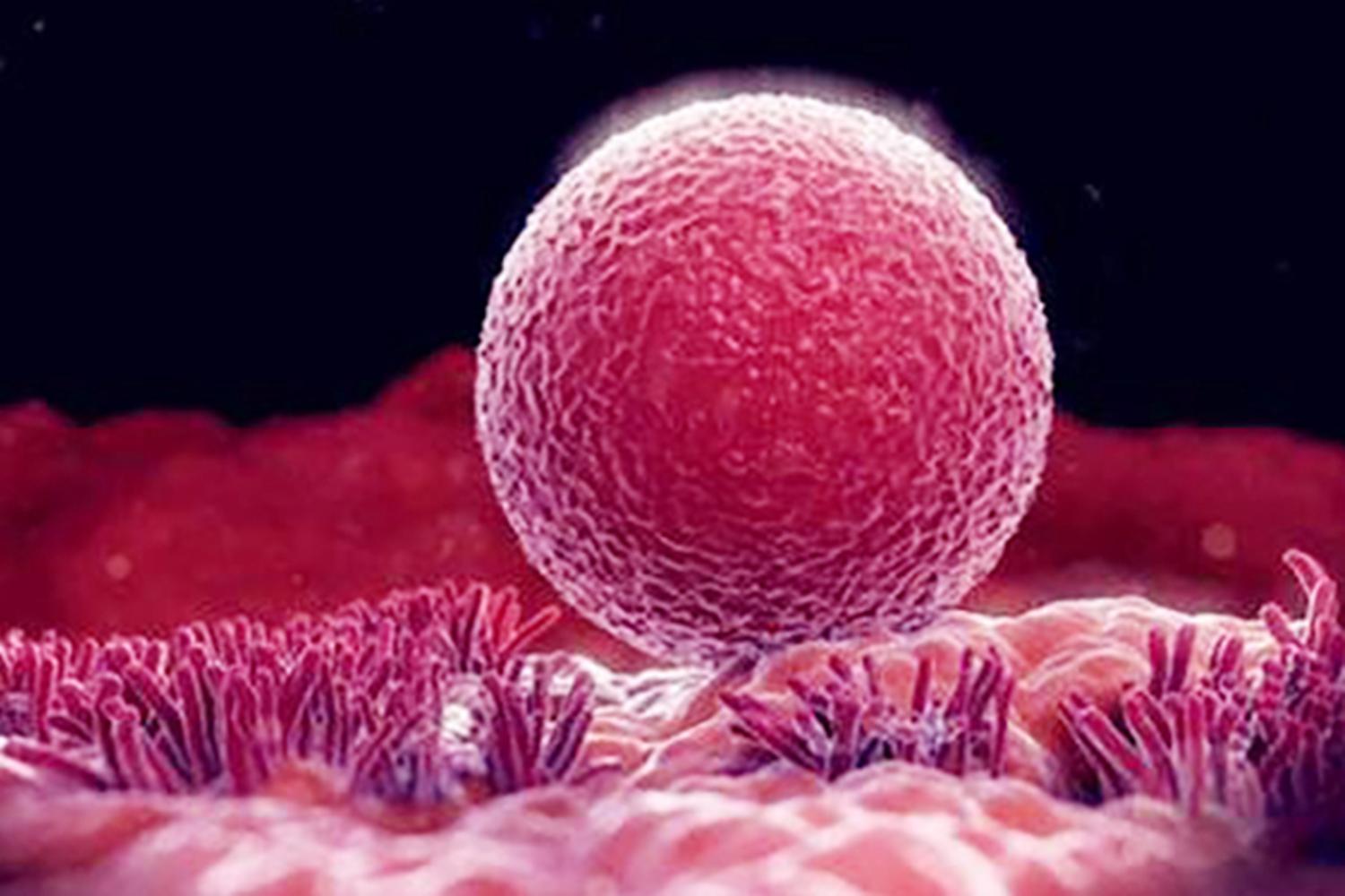 怀孕后停经的症状什么时候出现,为什么女人怀孕之后停经