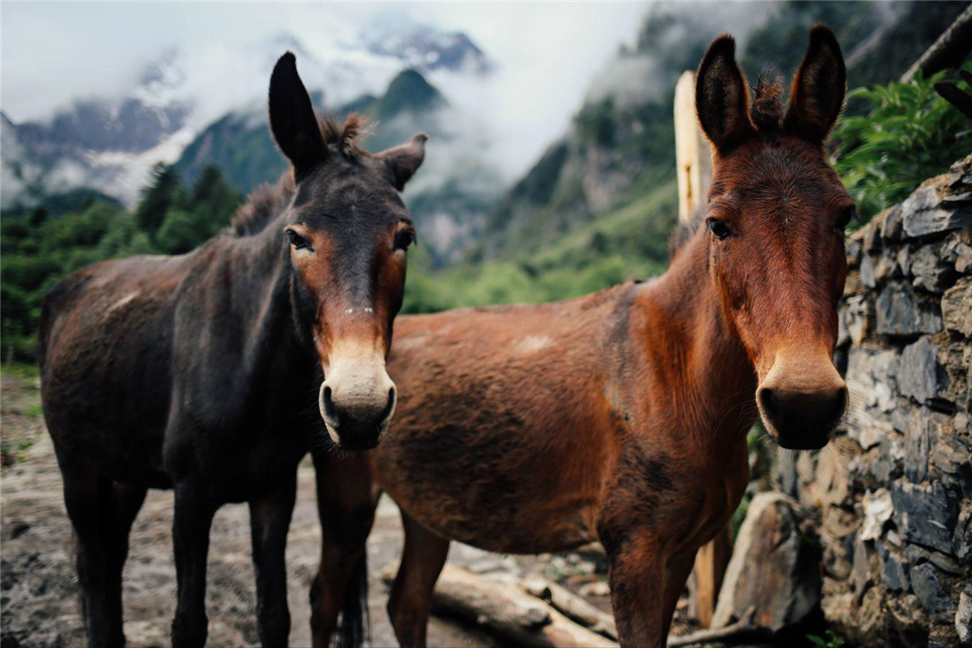 为什么骡子不能生育的民间故事,骡子不能生育是马和驴惹的祸