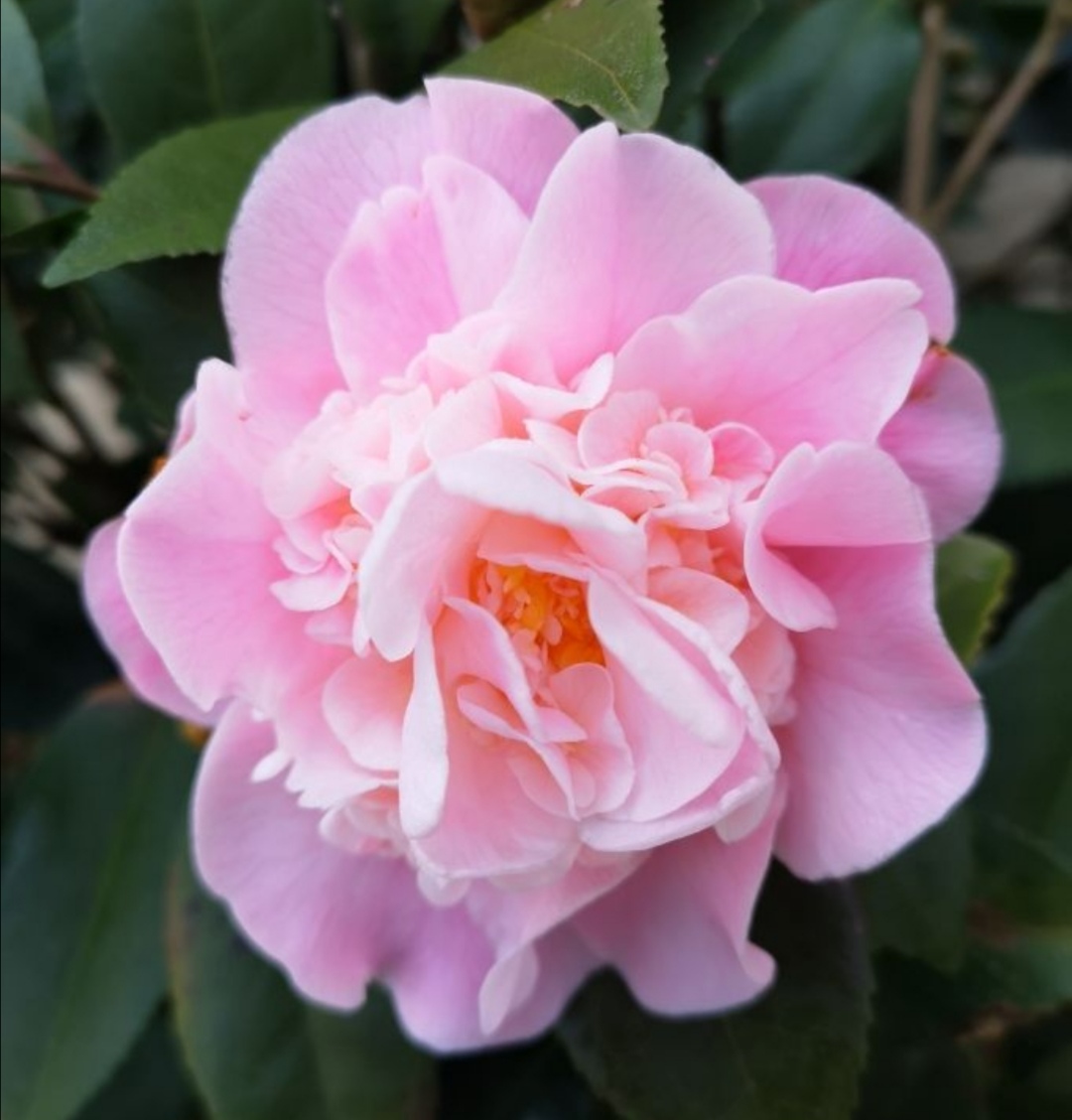 香妃茶花一年四季都在开花吗,为什么我的香妃茶花开花不香