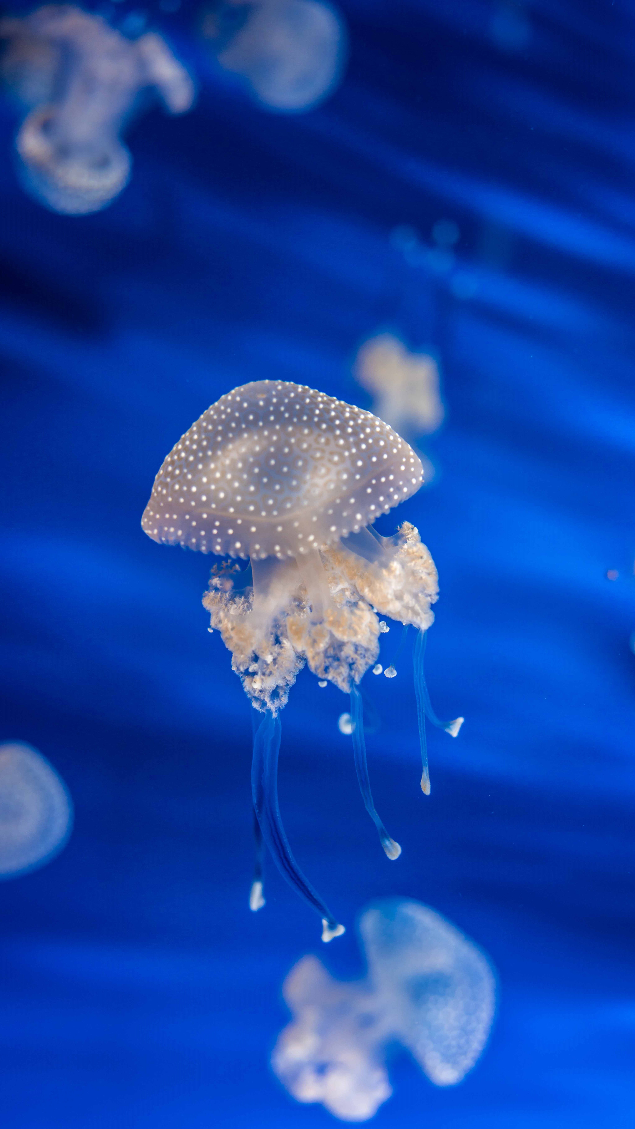 ios10.33越狱重启后失效,iphoneios10.3.3如何清除越狱环境