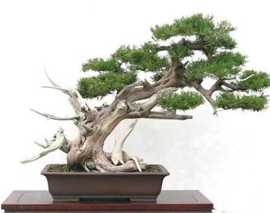 花友真幸运，捡到一棵“奇特”树桩，人称“珍珠地柏”，价值高