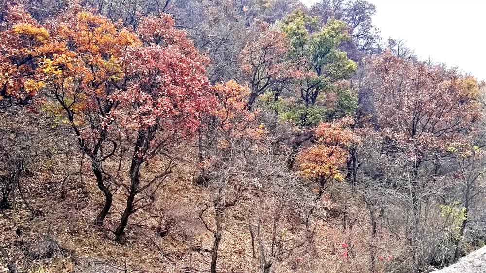 树种起源,次生林起源的特点