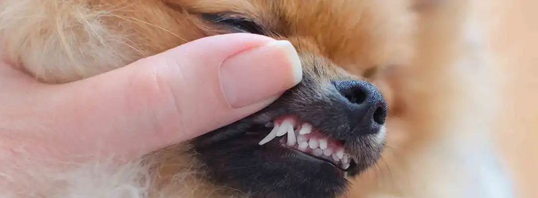 狗狗换牙啃硬的东西有哪些,狗狗换牙给他吃什么