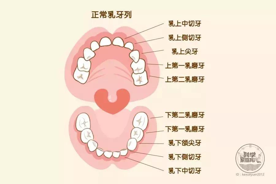 小朋友虫牙补了就好了吗,小孩的虫牙需要治疗吗