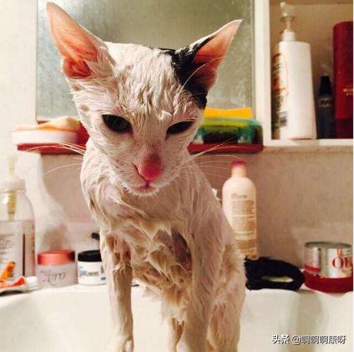 如何判断自己得了猫癣,如何判断猫得了猫癣