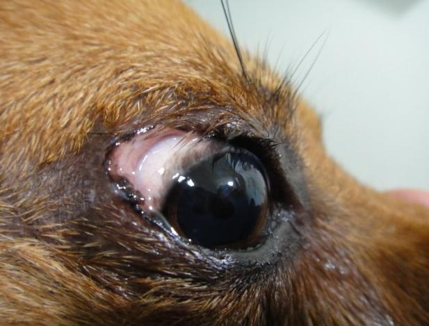 狗狗最常见的十大疾病,盘点狗狗常见的六种疾病