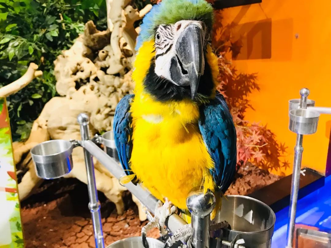 亲子必打卡动物园,动物园观赏园萌宠乐园等你打卡