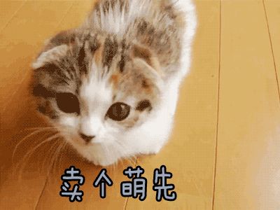 猫得了猫癣反复怎么办,猫得猫癣可以每天吃一颗蛋黄吗