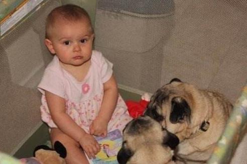 巴哥犬厉害吗,巴哥犬好养吗优缺点有哪些