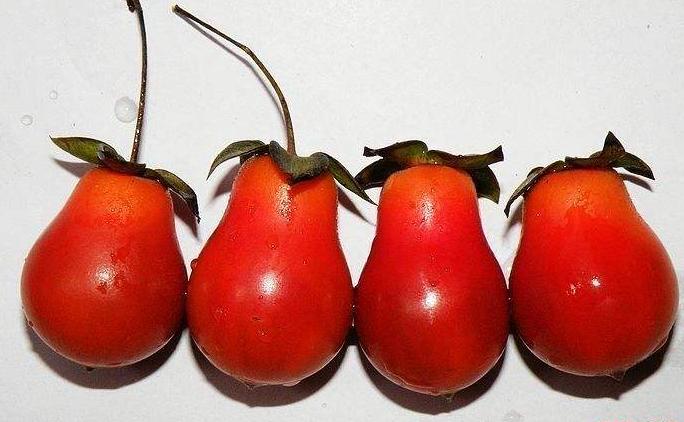 金弹子怎么养护才能开花结果,金弹子开花挂果注意事项