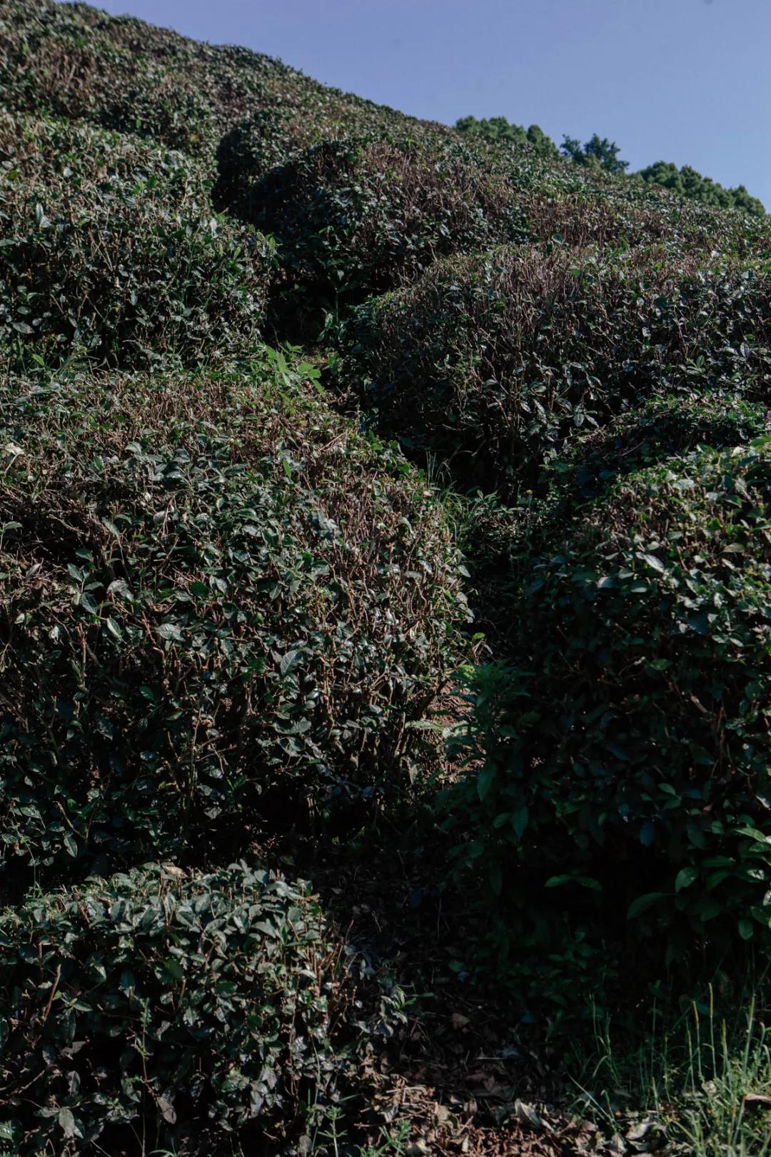 杭州百景｜龙坞，茶，太阳，酒，音乐