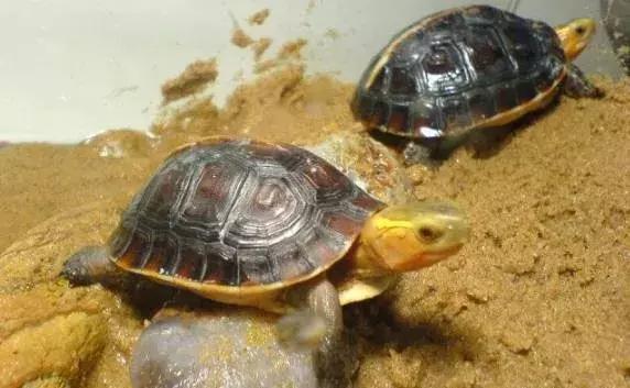 乌龟不吃食怎么办最快最有效,乌龟眼睛肿不进食怎么回事