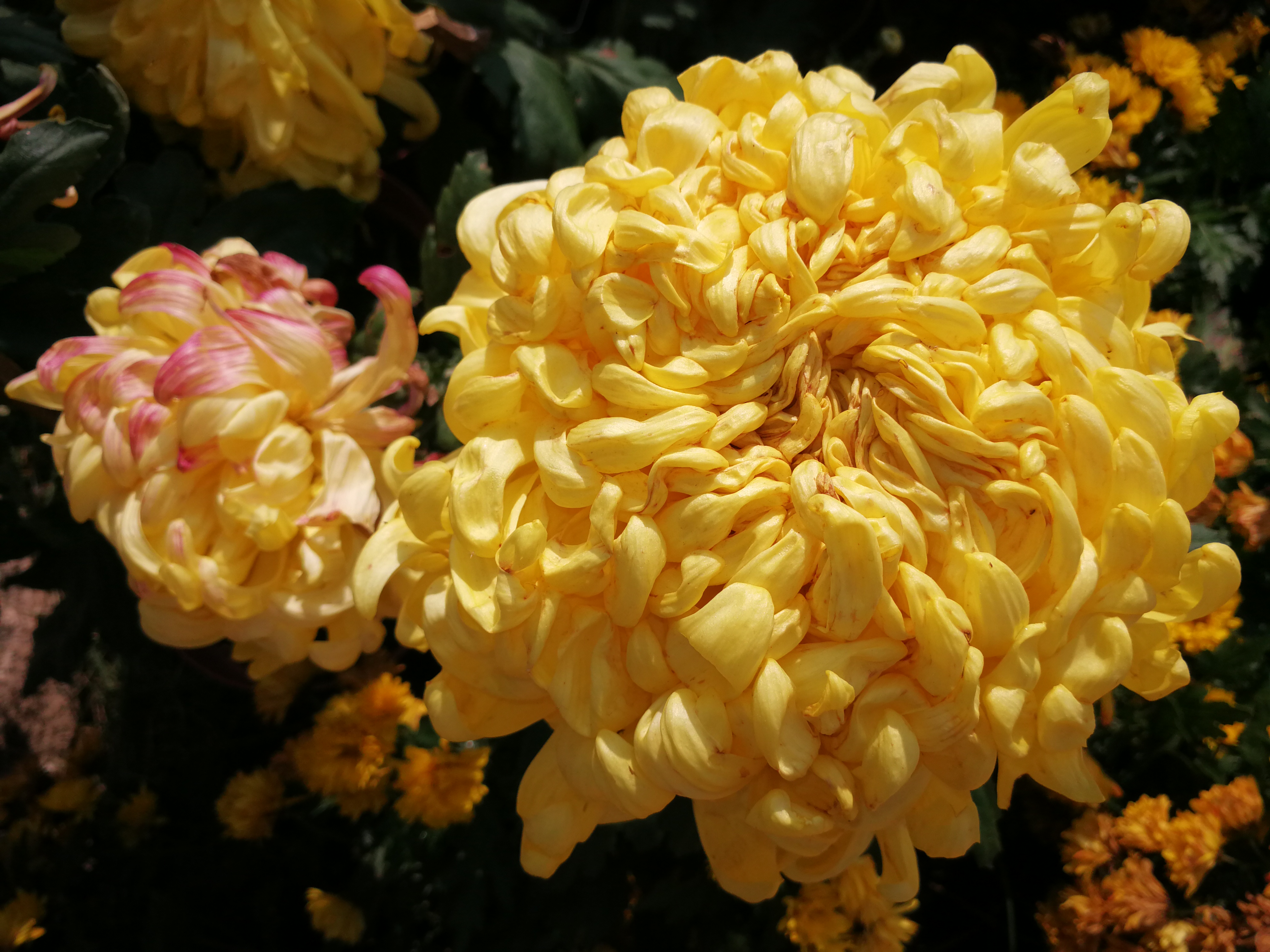 苏州上方山森林公园项目,苏州上方山森林公园好吗