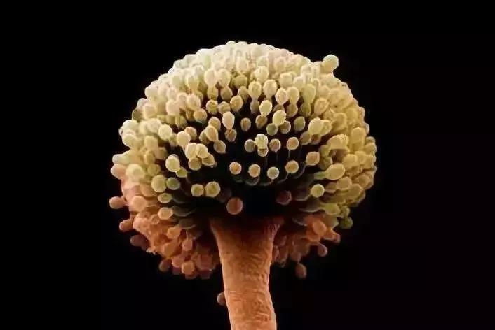 不锈钢防霉抗菌砧板,德国304不锈钢菜板抑菌双面