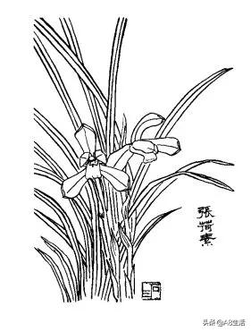 春兰张荷素兰花介绍,每日一品中国兰花春兰