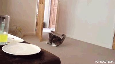 笨笨的猫咪是什么样子,笨笨的猫咪