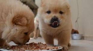 关于狗狗的8个秘密,关于狗狗的八个秘密你知道吗