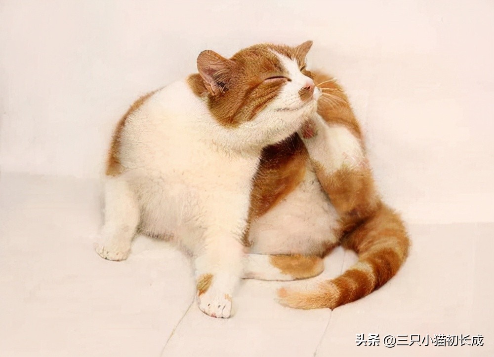 猫咪耳朵油腻腻的该怎么办,猫咪耳朵油油的有泥垢如何清洗