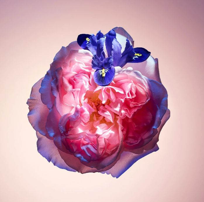 LV价值两千的风中玫瑰香水是什么味道的？这篇文章能帮你省钱！