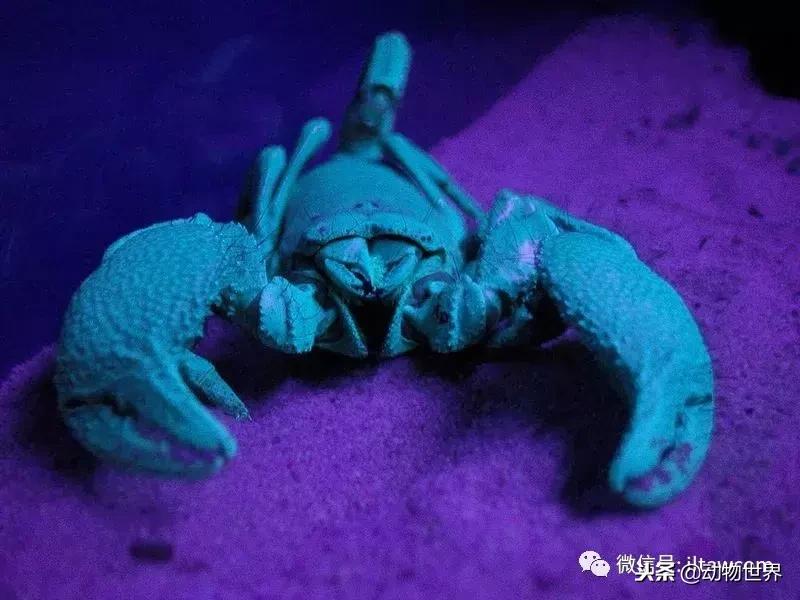 蝎子的全名叫什么,蝎子百科全书