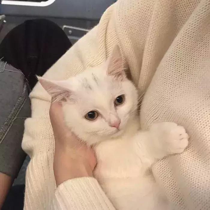 猫咪怀孕怎么才知道,猫咪怀孕怎么办呀