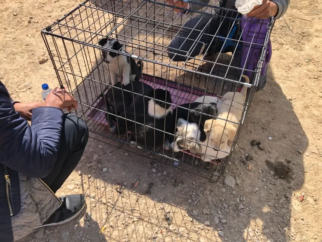 狗市1000块买柴犬,宠物狗串串要值多少钱