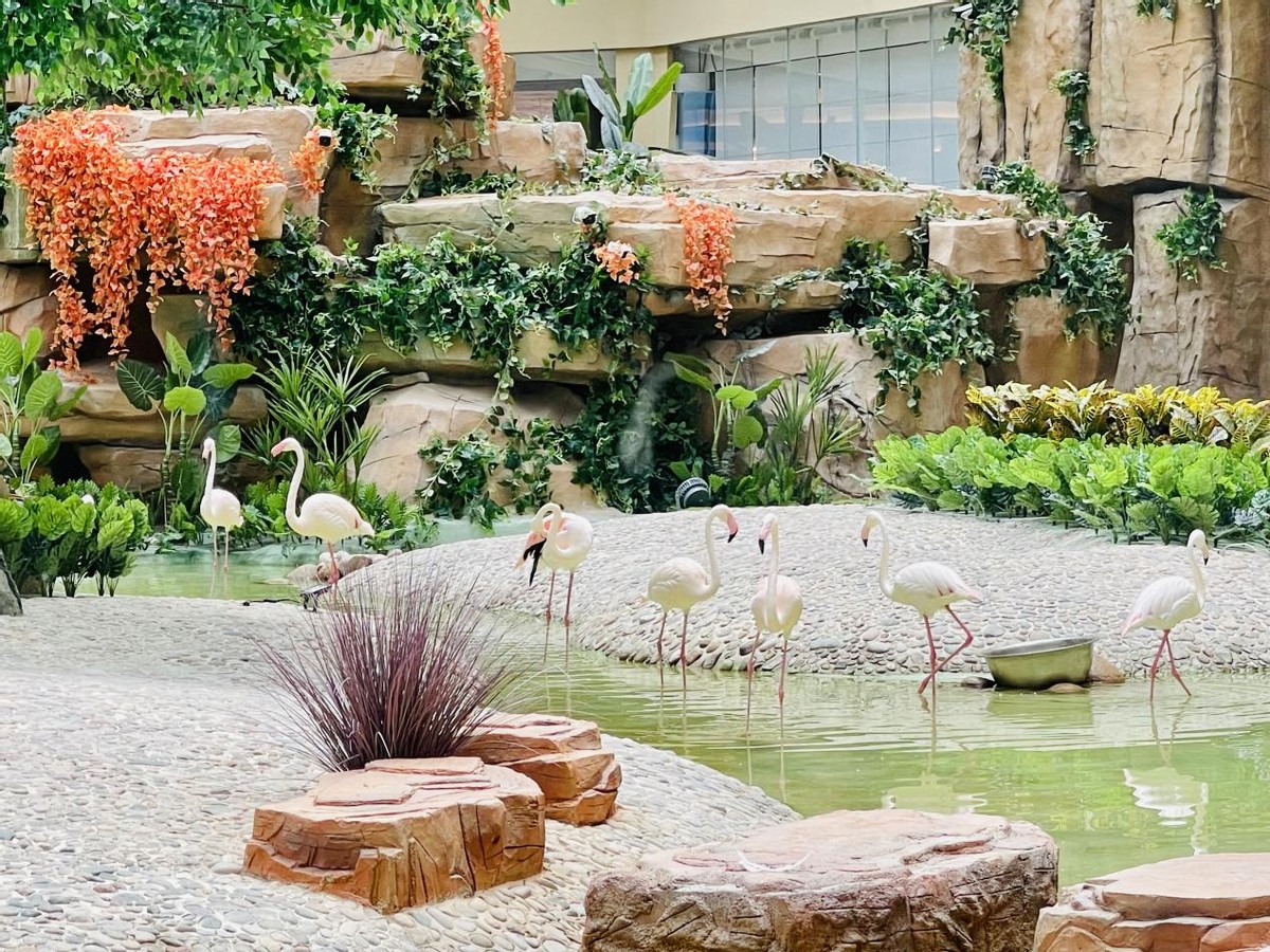 澄迈旅游攻略火烈鸟,中国哪个旅游地有火烈鸟