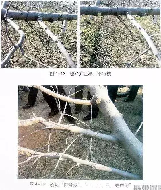 5年红富士苹果树冬季修剪技术,苹果树的冬季修剪技术视频