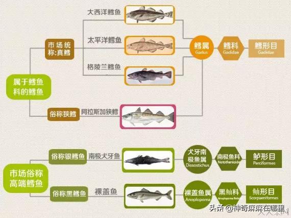 什么鱼dha含量高适合小孩子吃,给孩子吃dha含量高的鱼有哪些