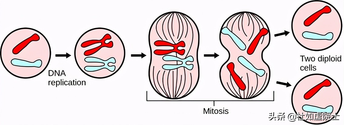 人工智能遗传算法的累积概率,人工智能遗传算法例题