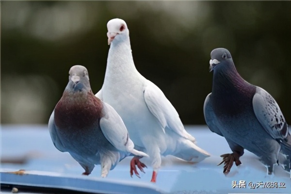 鸽子都吃什么米,小鸽子吃什么