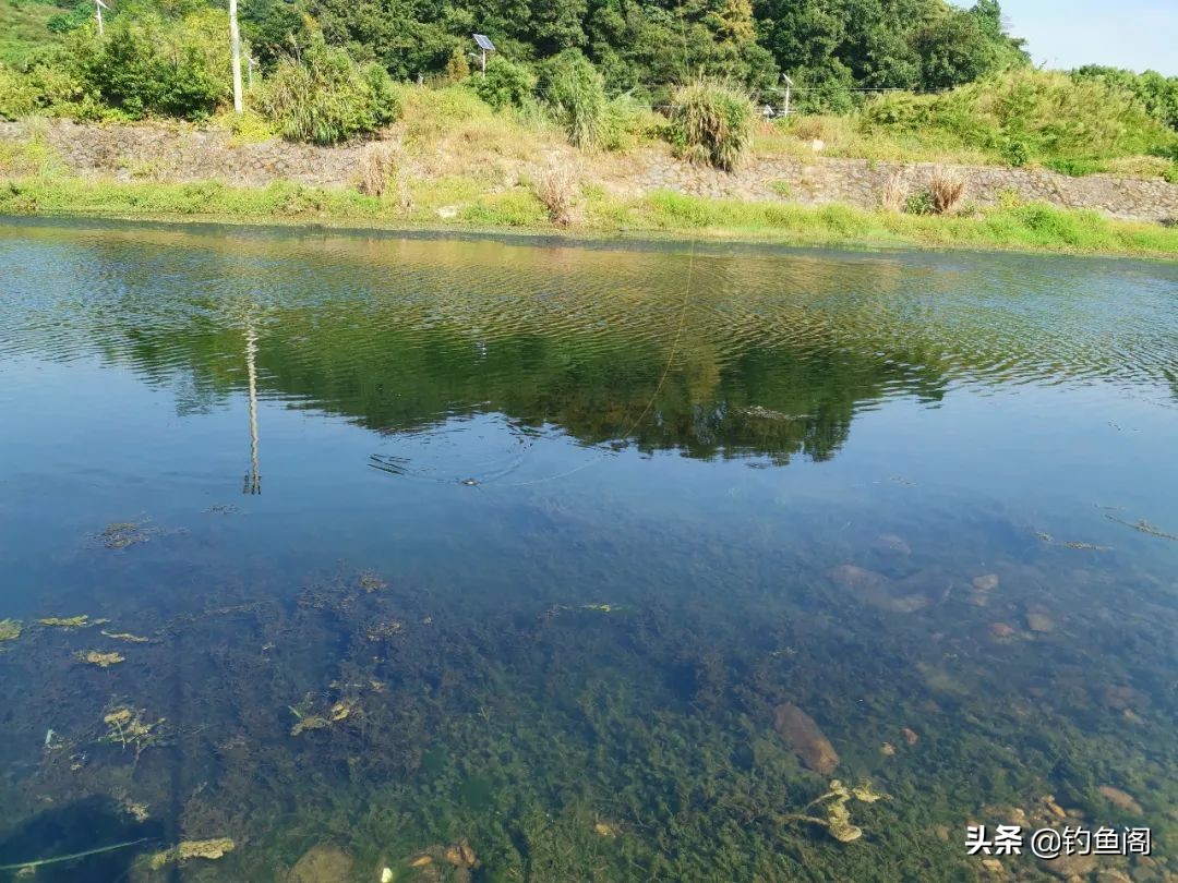 雷强钓黑鱼的方法与技巧,雷强钓法几月份黑鱼开口好