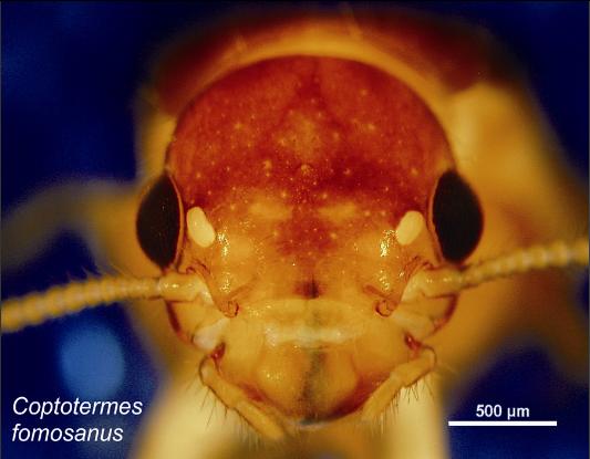 下雨天很多飞蚁是什么蚁,雨后飞蚁怎么来的