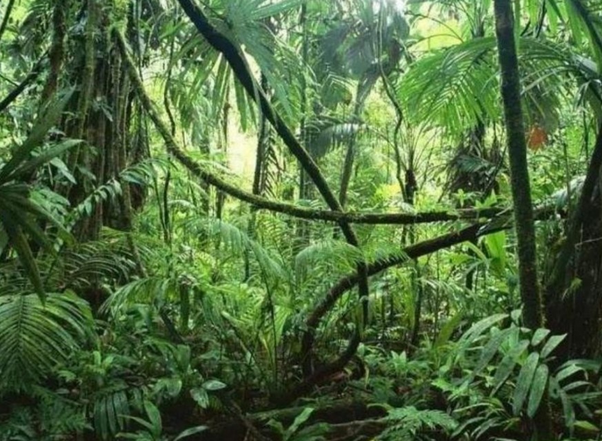 亚马逊丛林有多厉害,亚马逊丛林什么样