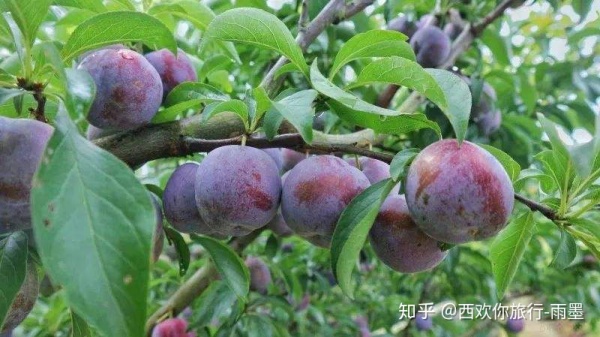 *疆新**瓜果攻略最好的季节配最美味的水果