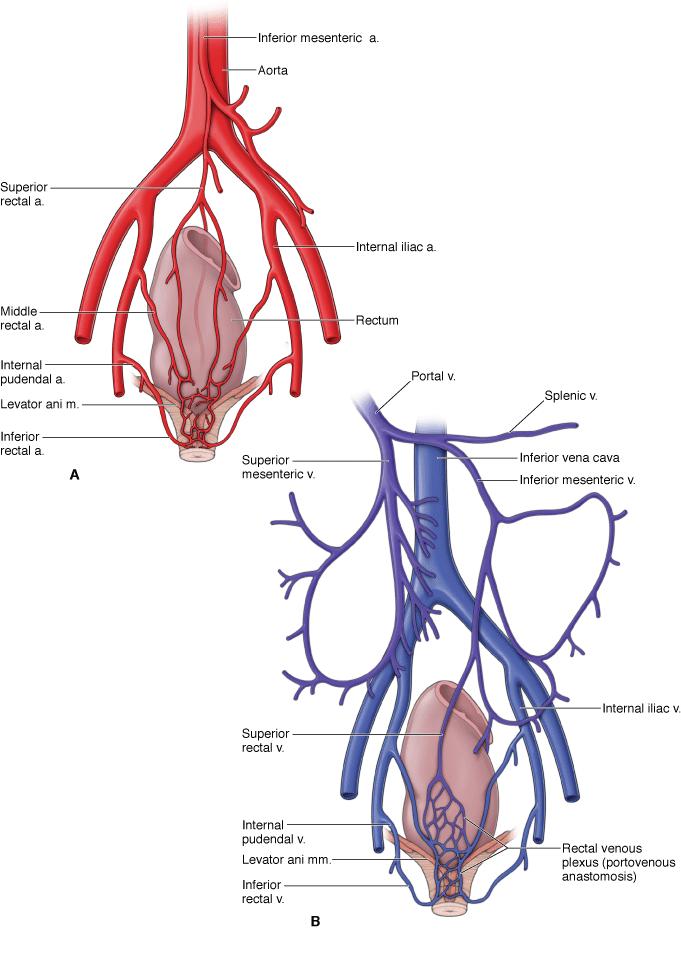 直肠癌“保肛”,你必须知道的知识