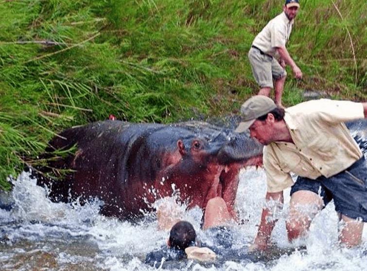 顶翻狮子、口撕鳄鱼的河马，到底有多恐怖？非洲只有一物能制服它