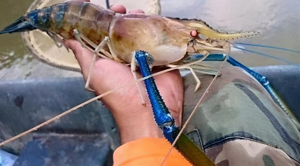 湄公河大虾现在情况怎么样,湄公河大虾泛滥却没人敢吃