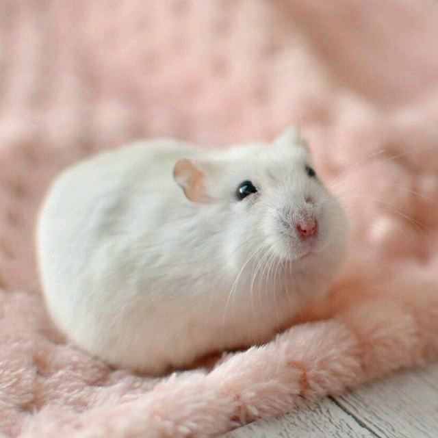 仓鼠都喜欢越狱吗,仓鼠喜欢越狱怎么办