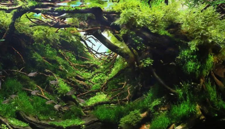 造景如何看起来有层次,十个最好看的造景