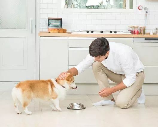 狗狗护食打一顿就好了,狗狗突然对着主人护食