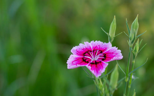 十二星座都有什么特点和缺点,十二星座特点优点和缺点图片