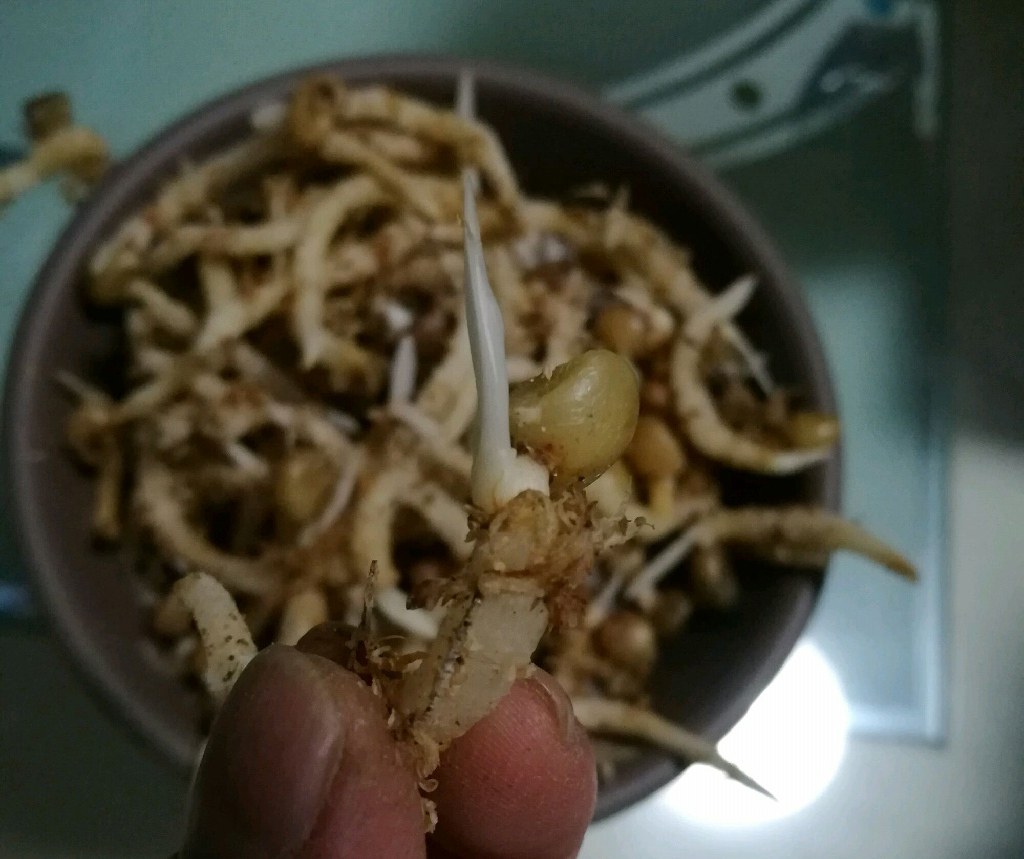 君子兰种子可以用椰糠培育吗,干透的君子兰种子怎样播种