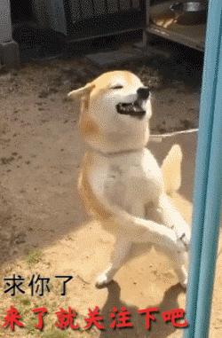 狗狗脖子上能戴玉吗,训练狗狗按铃铛的方法