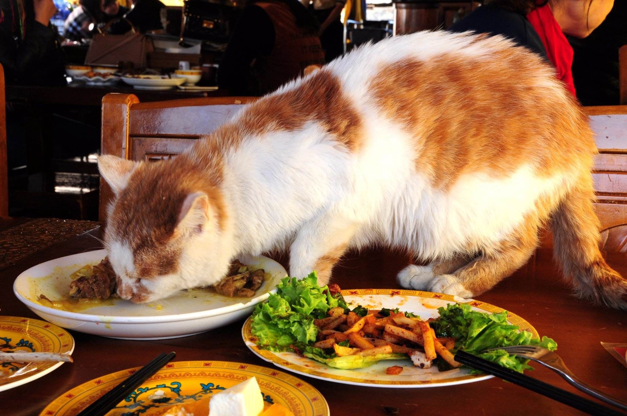 跟人类生活久了的猫,有些猫就真的不把自己当回事