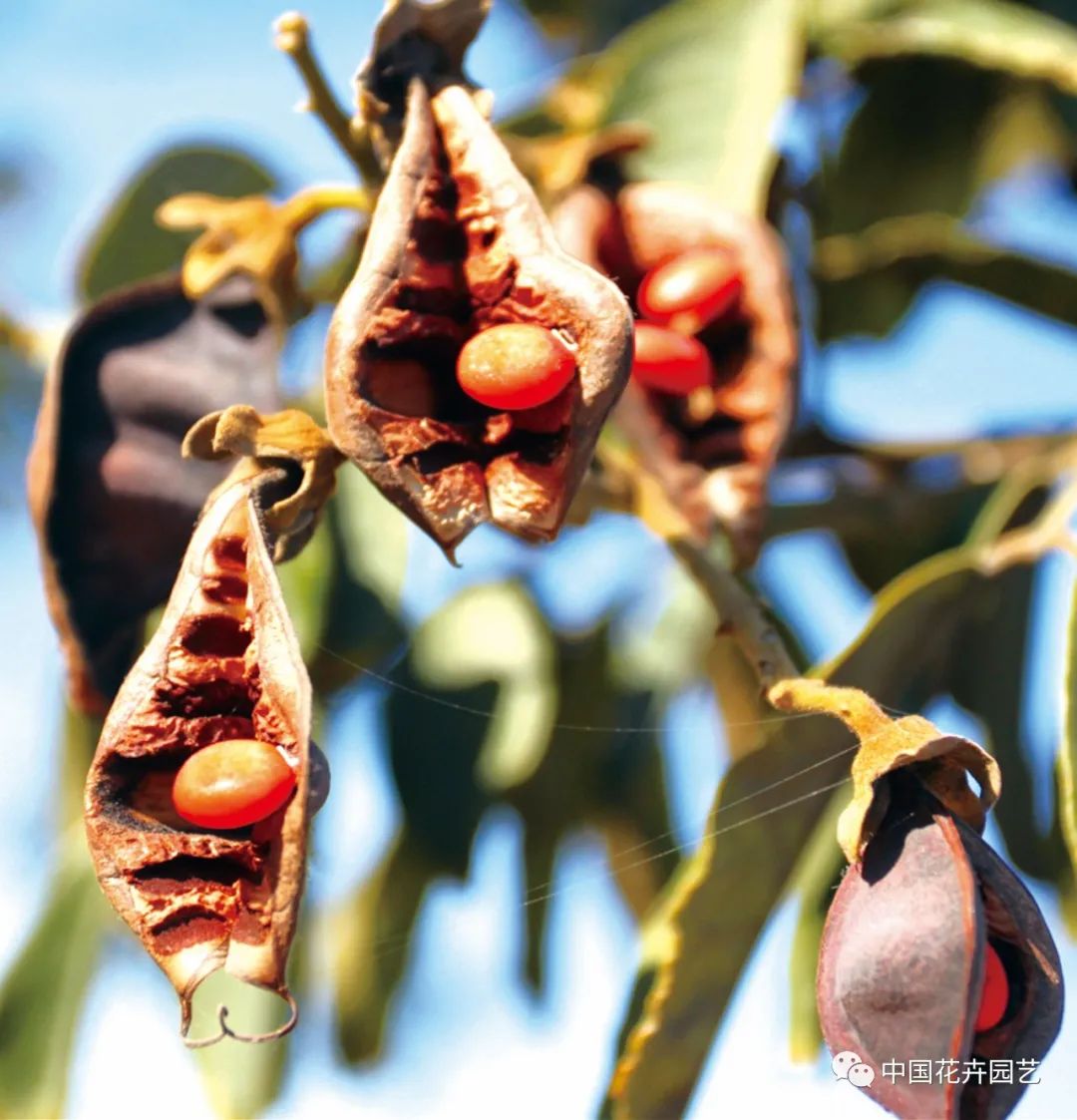 材貌双全家具有限公司,花榈木移栽容易成活吗