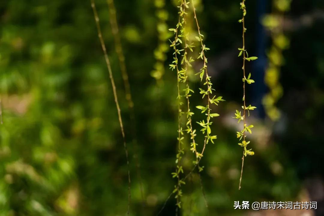春柳的古诗词有哪些,描写春柳的古诗