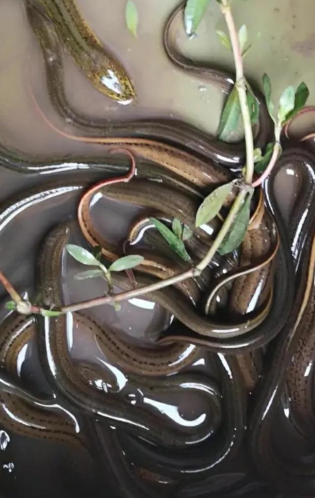 泥鳅黄鳝怎么吃最有营养,泥鳅和生蚝哪个更有营养