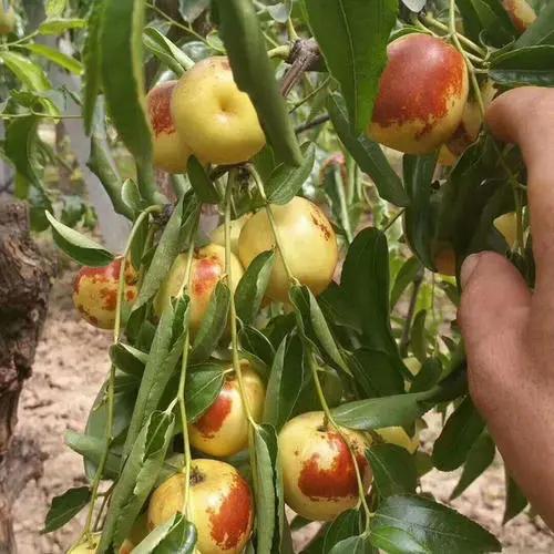 大荔冬枣销售点,品臻大荔冬枣